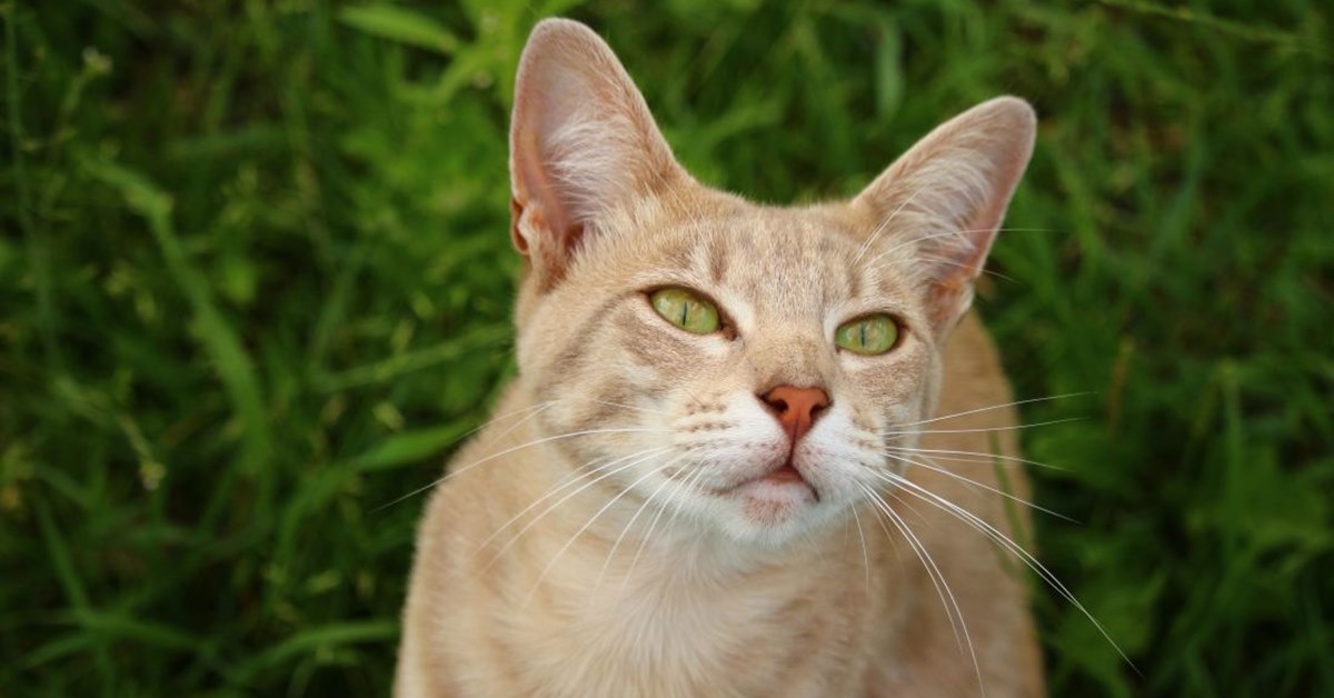 Gatti e frutta esotica: qual è quella che effettivamente Micio può mangiare e quale no?