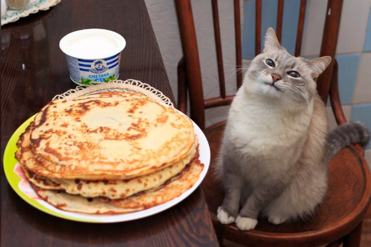 gatto e pancake