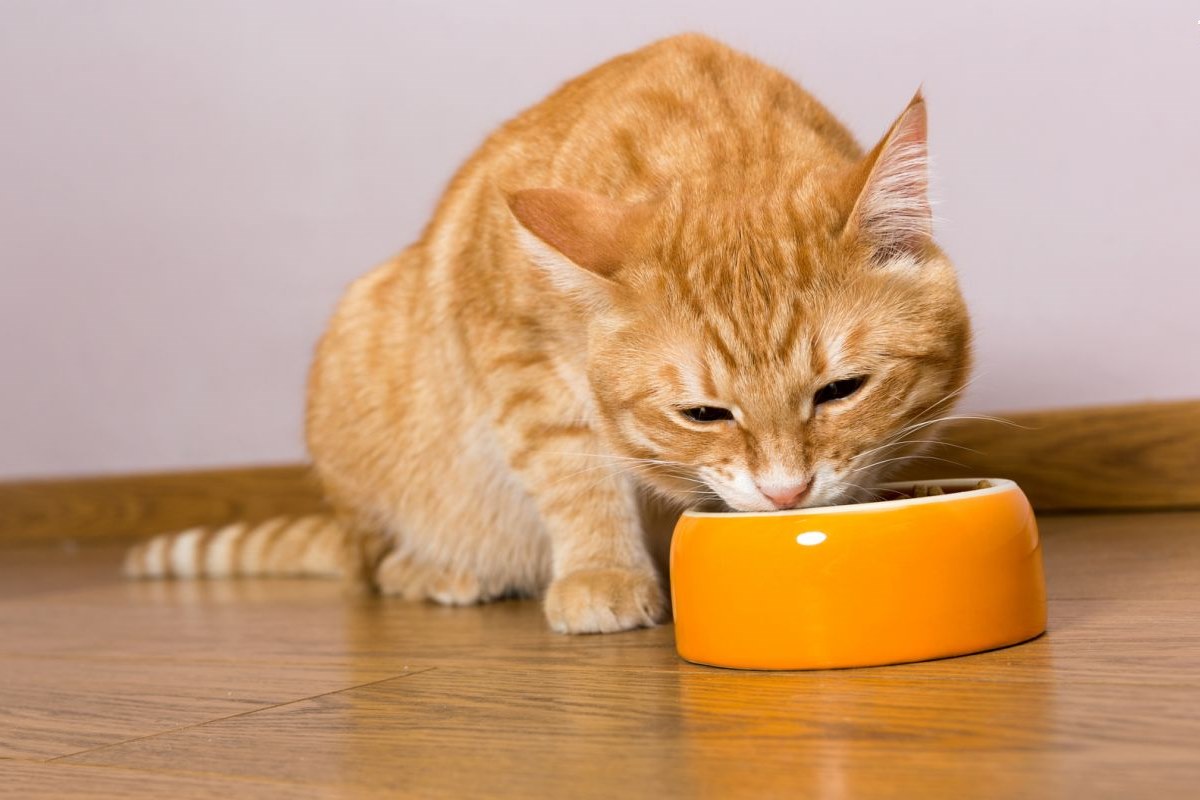 gatto arancione con ciotola in ceramica