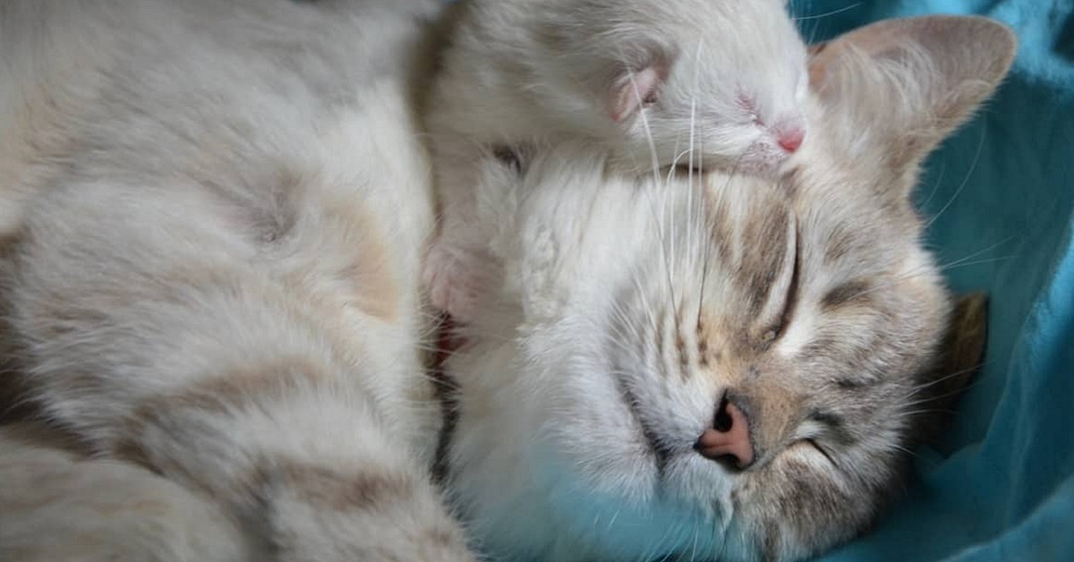 mamma e cucciolo di gatto