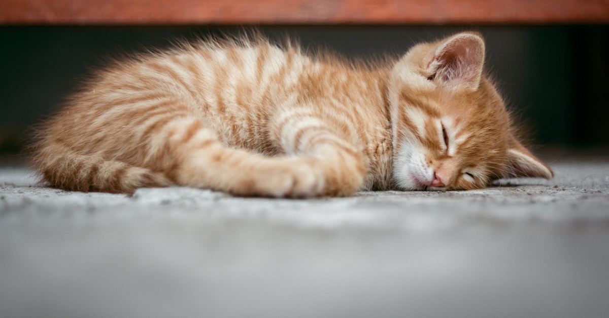 I gatti hanno la fase rem? Tutte le caratteristiche del sonno di Miao