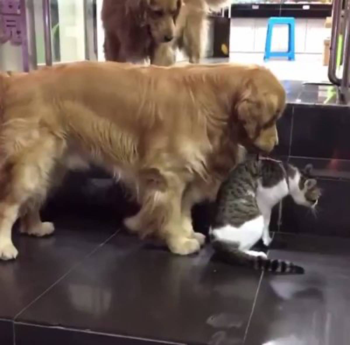 golden retriever separa gatti che litigano