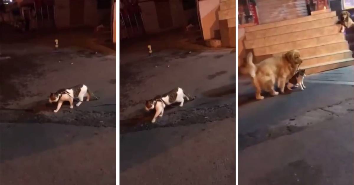 Gatti litigano e un golden retriever cerca di separarli, il video è uno spasso