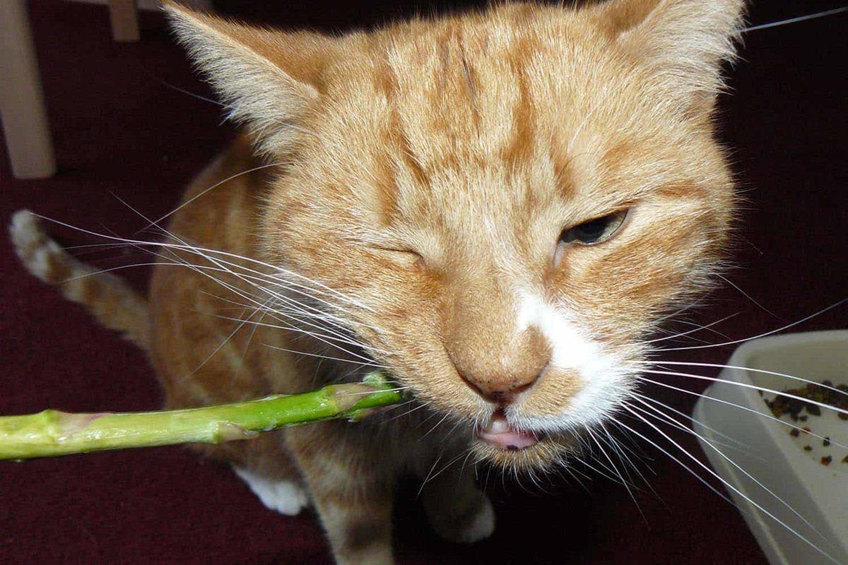 gatto che rosicchia gli asparagi
