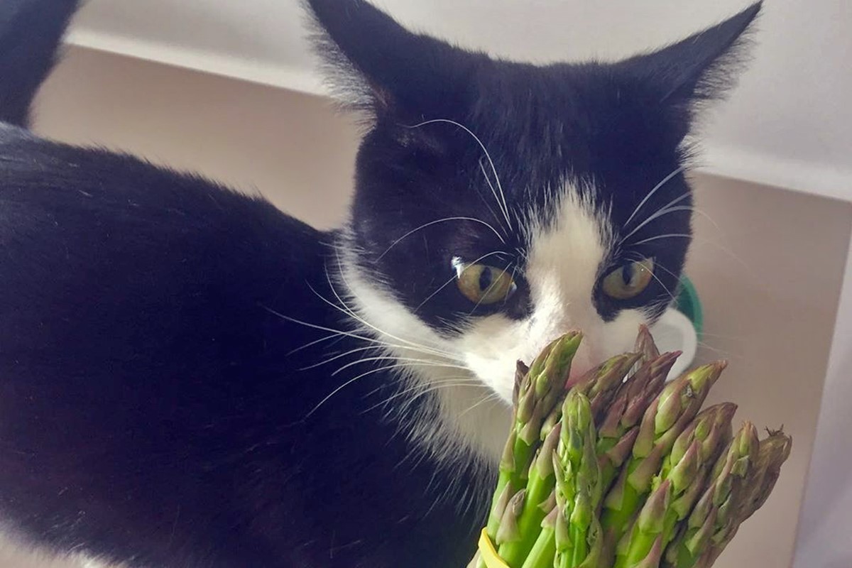 gatto che guarda gli asparagi