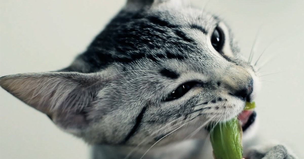I gatti possono mangiare gli asparagi o gli possono fare male?