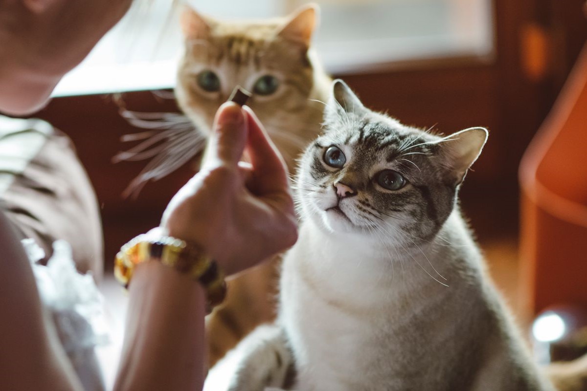 gattini che mangiano snack