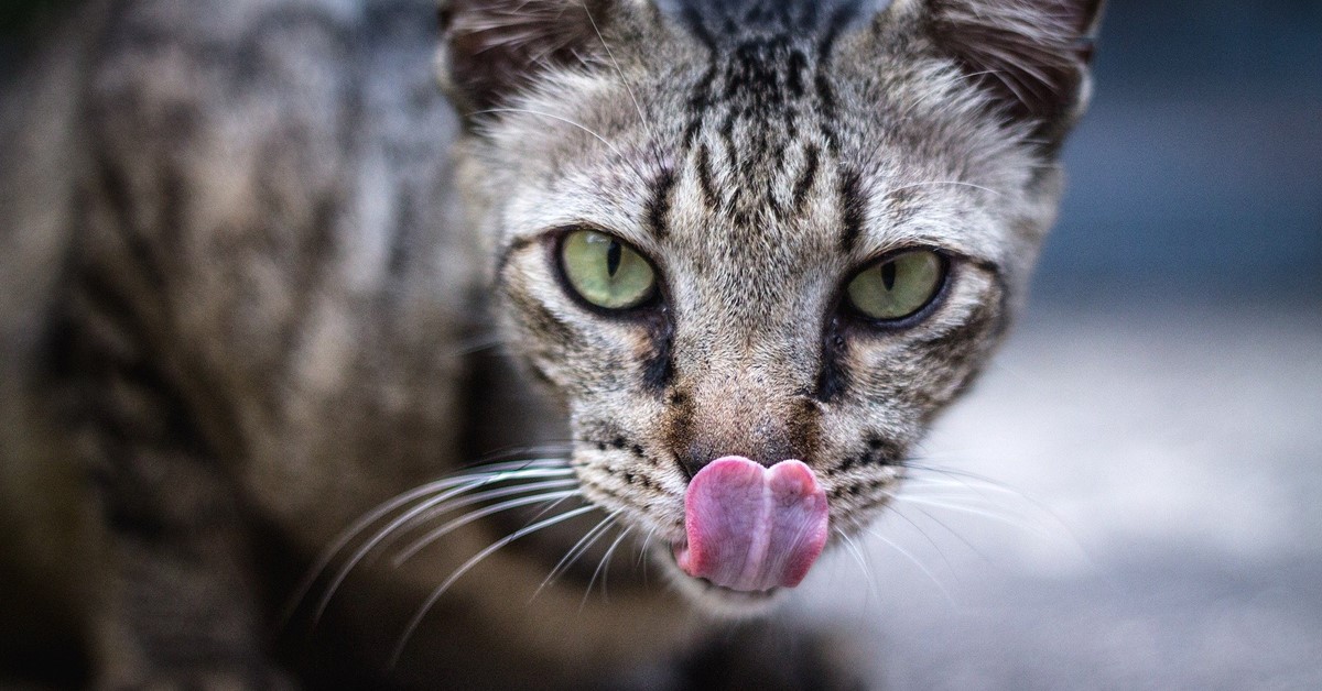 I gatti possono mangiare gli struffoli o gli possono fare male?