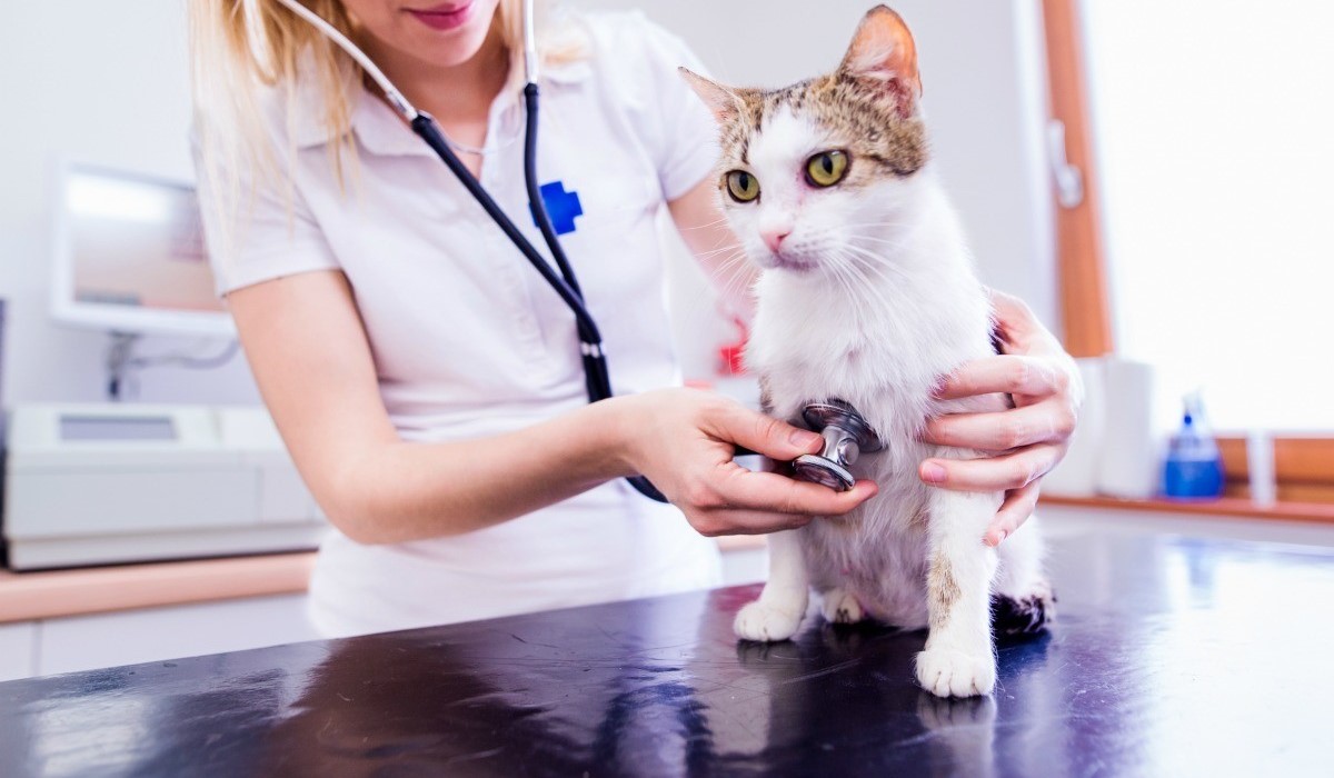 gatto dal veterinario