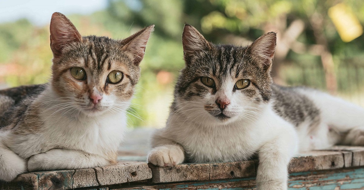 gatti all'aperto