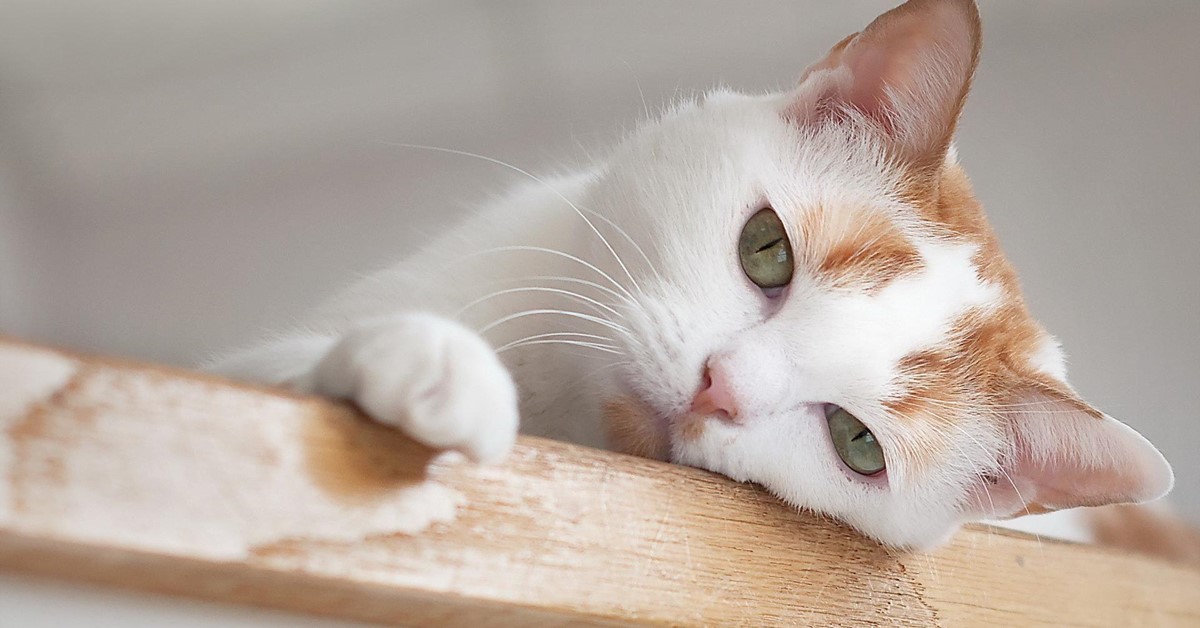 I gatti possono mangiare il pastin o gli può fare male?