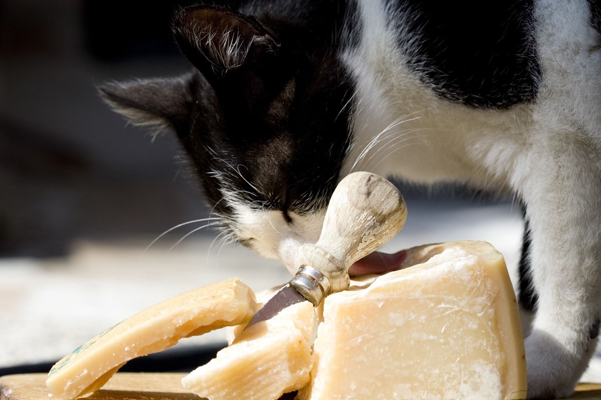 gatto annusa il formaggio