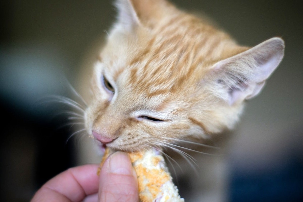 gattino arancione assaggia un pezzo di pane