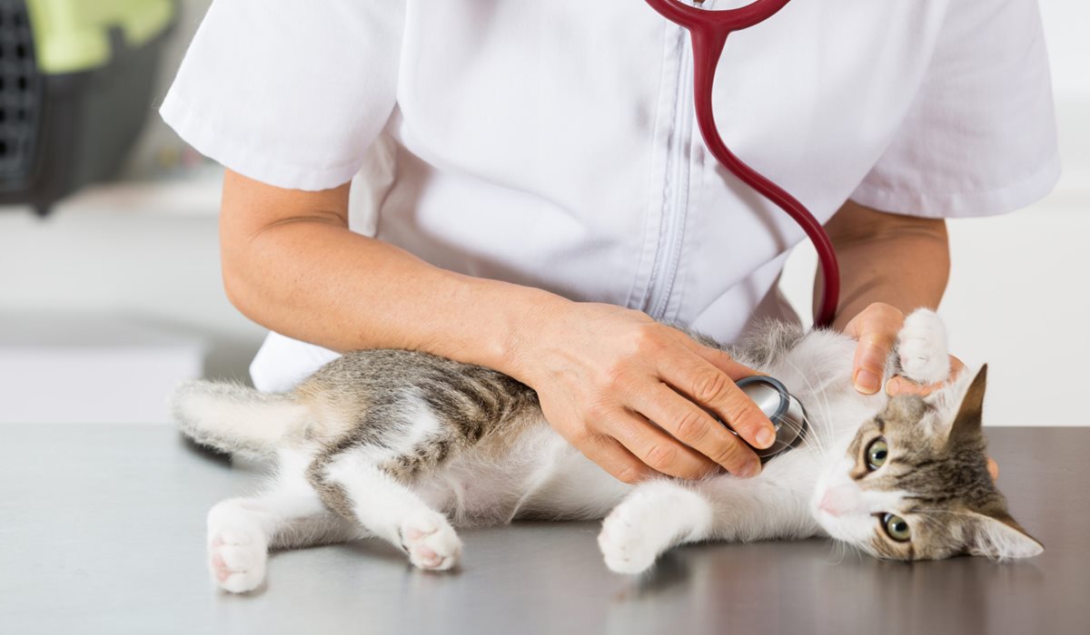 gatto dal veterinario