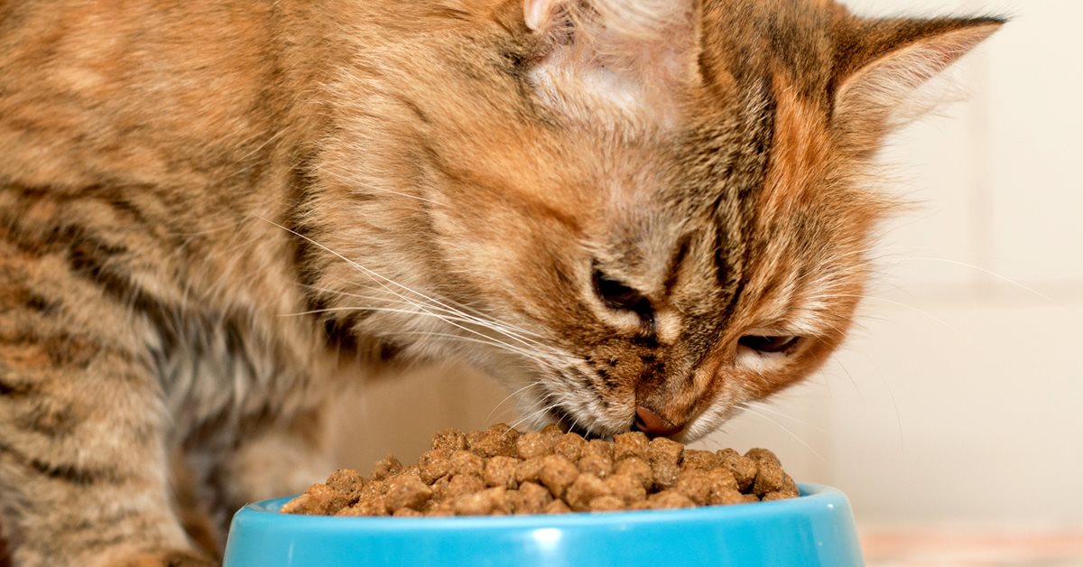 I gatti possono mangiare la soppressata o gli può fare male?