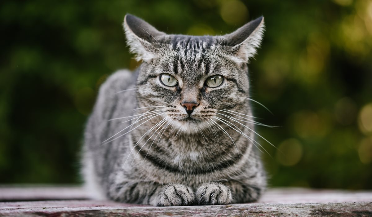 gatto grigio e tigrato