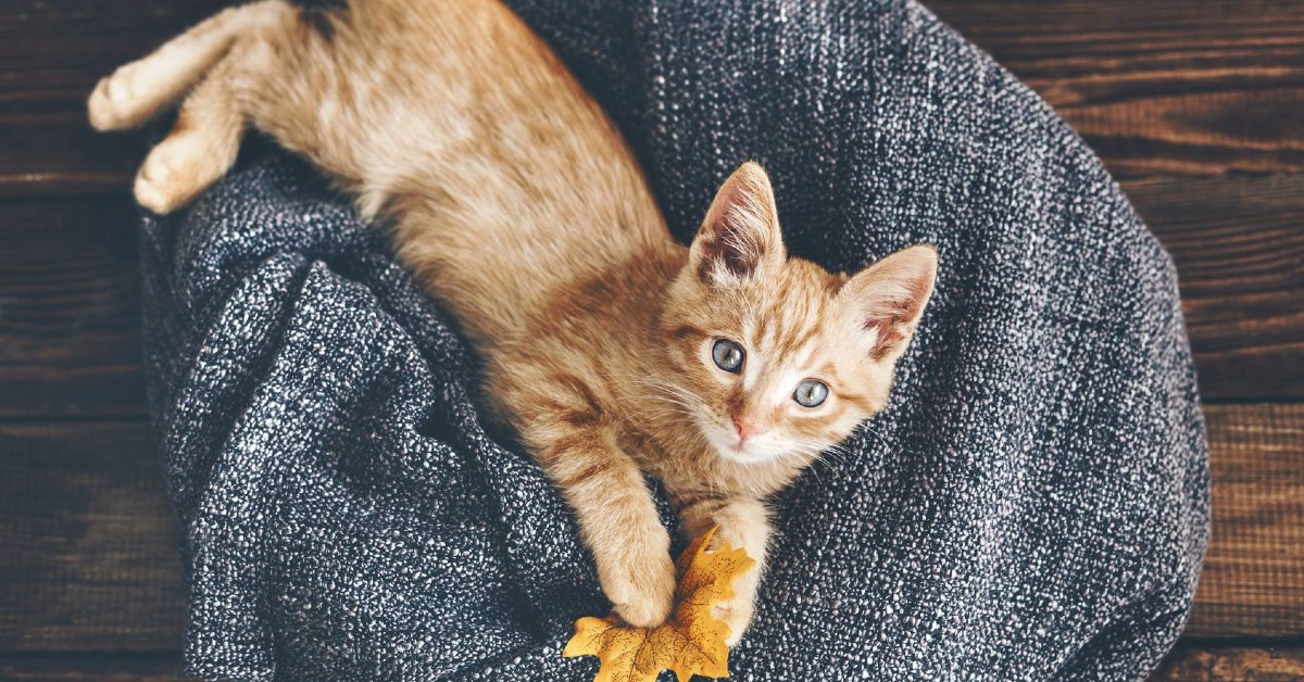 Perché i gatti si mettono sul collo? È un modo per esprimere affetto?