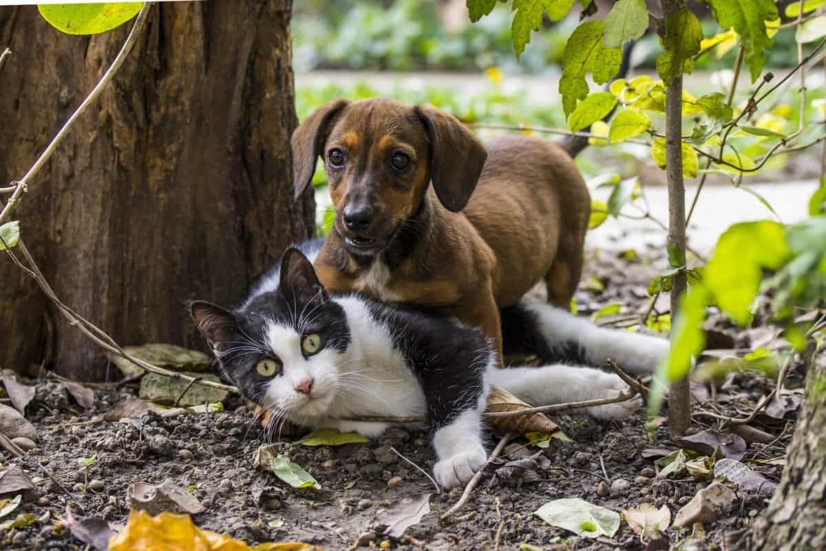 cane e gatto giocano insieme