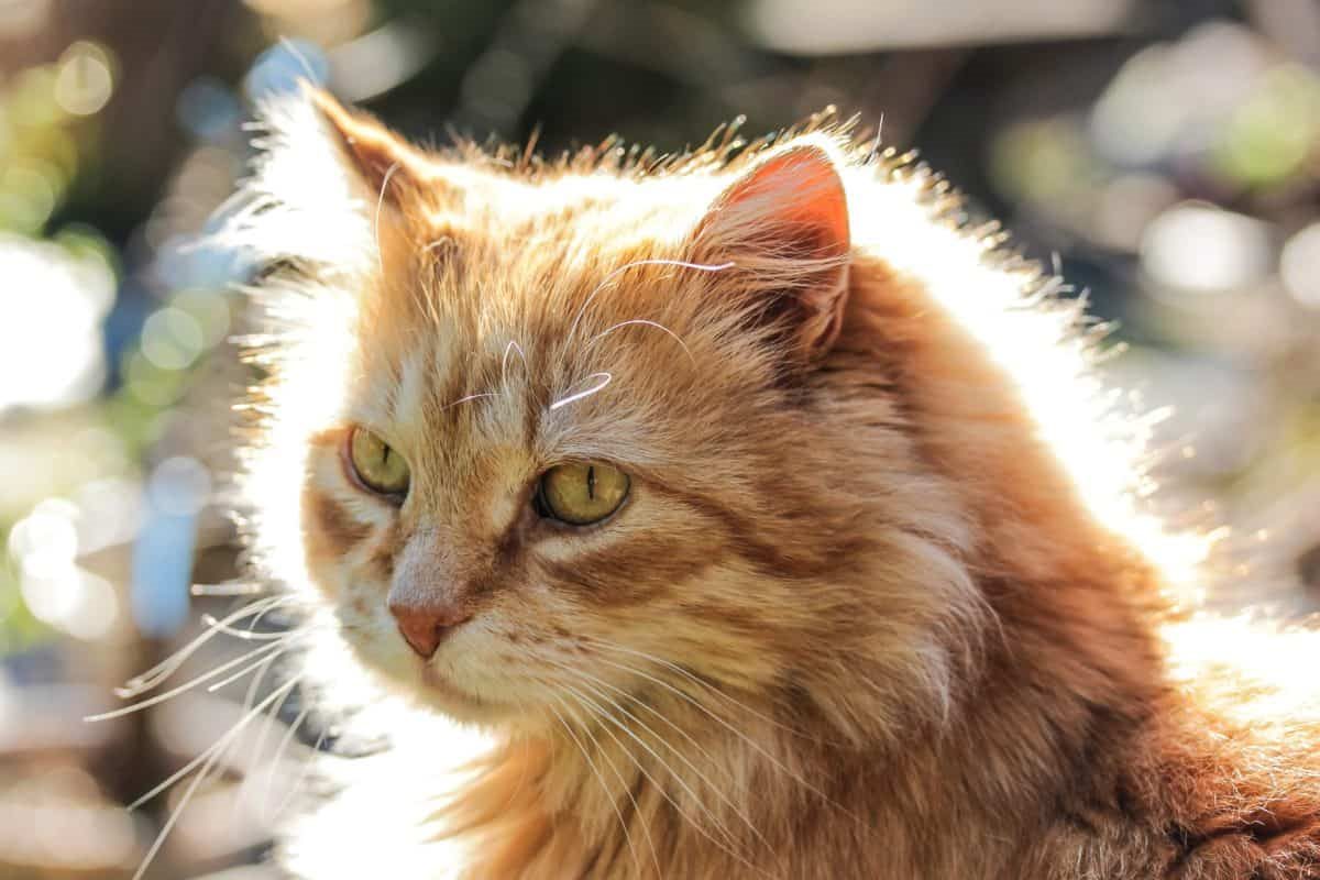 gatto arancione a pelo lungo