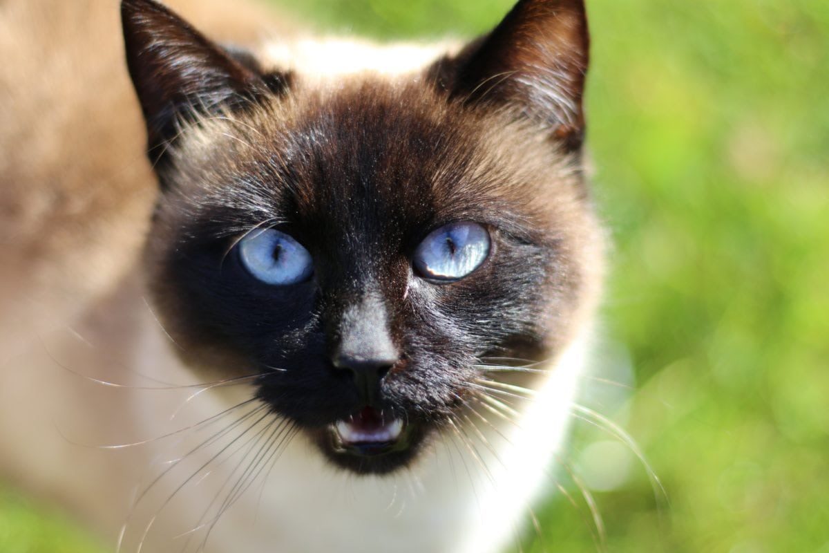 gatto siamese