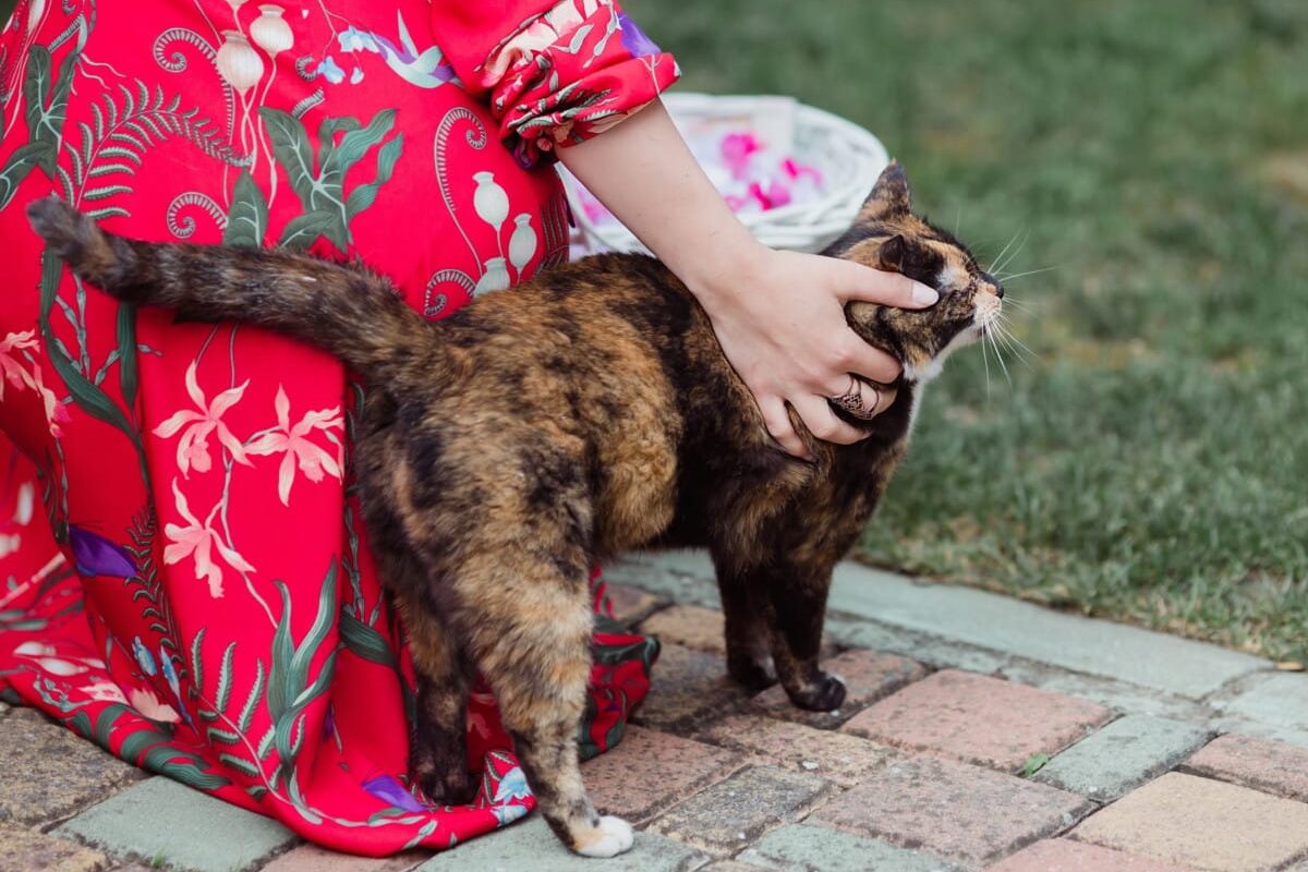 gatto che fa le fusa a una ragazza