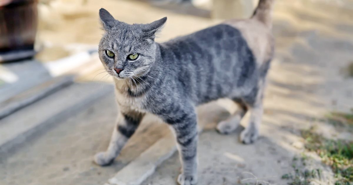 I gatti sono sempre indipendenti? Ecco perché questo è in realtà un luogo comune