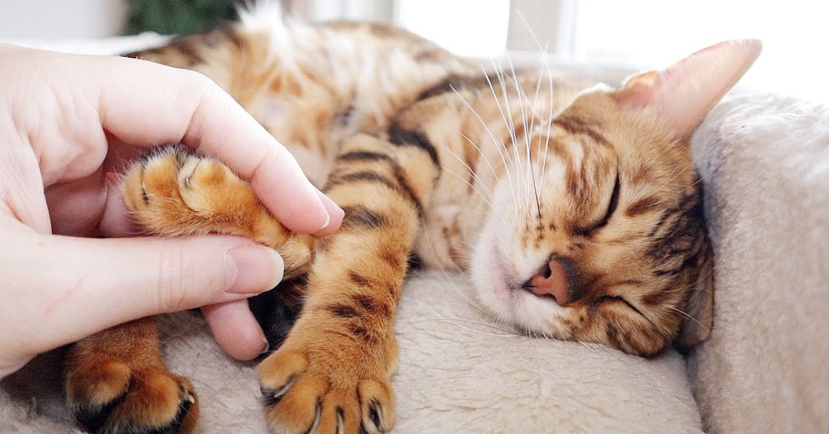 La dolce gattina Dreamcatcher è incinta per la prima volta (VIDEO)