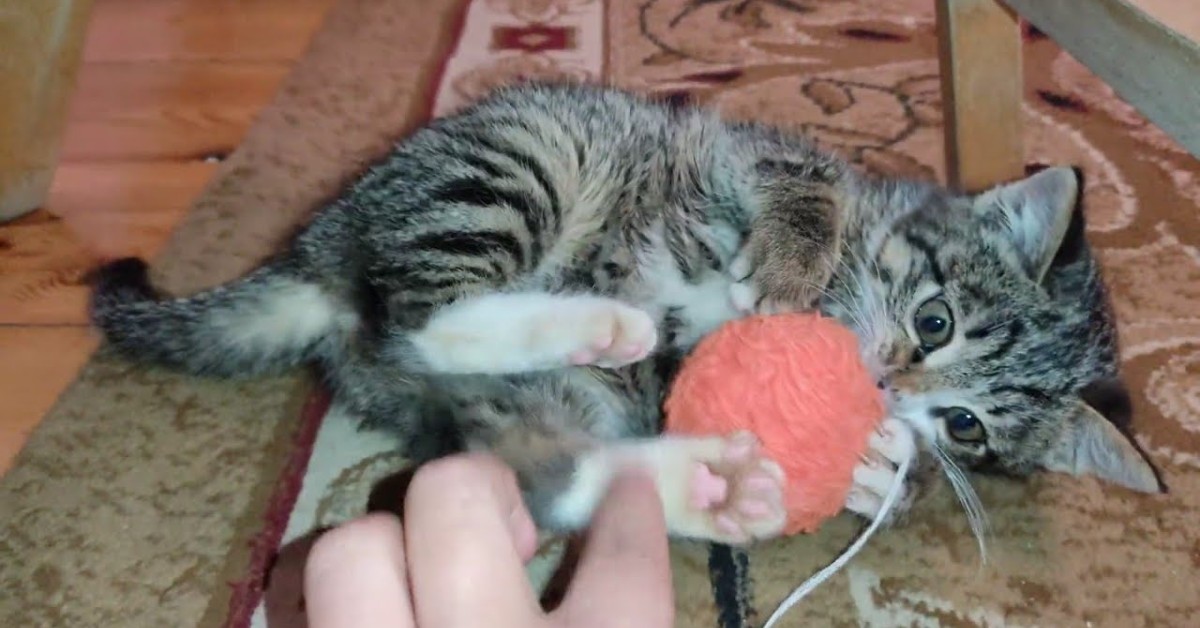 La gattina Lucy gioca con un gomitolo davanti alla padrona (VIDEO)