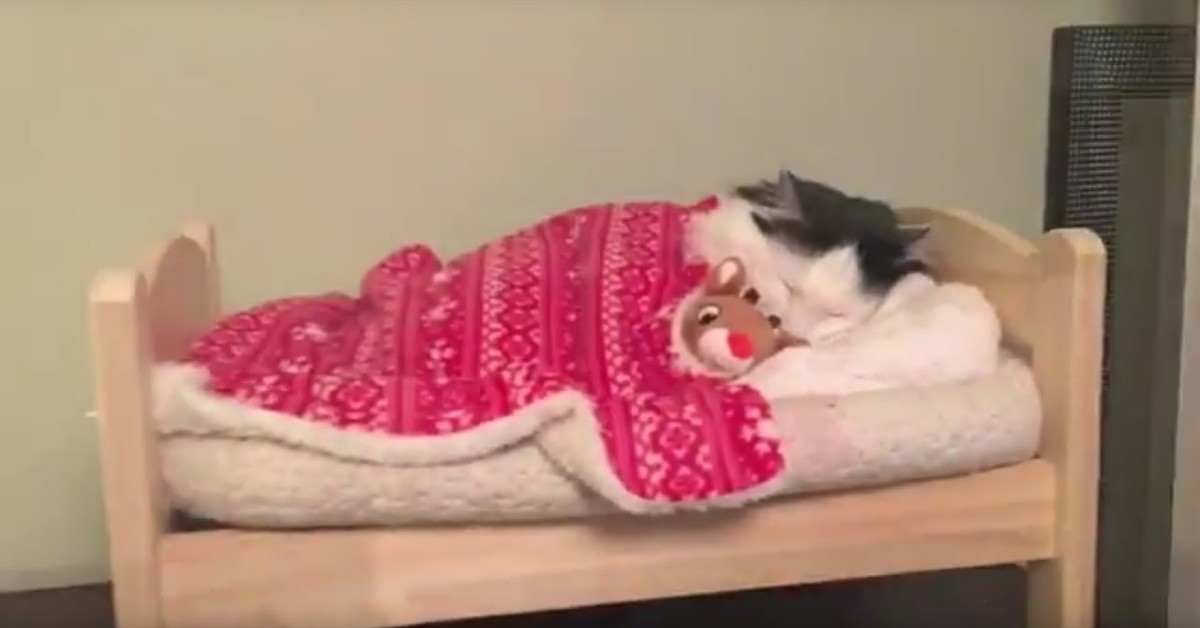 La gattina Sophie va a letto e si riposa molto comodamente (VIDEO)