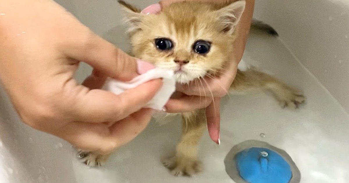 Una gattina adottata fa il bagno per la prima volta (VIDEO)