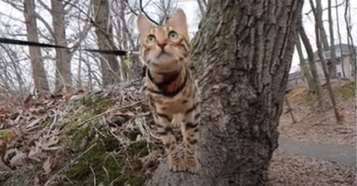 gattina del bengala fa una passeggiata in natura con il padrone