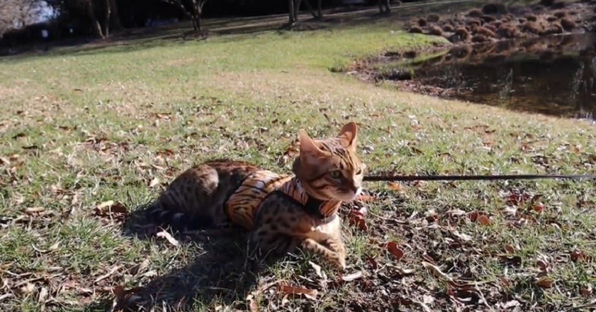 gattina del bengala fa una passeggiata in natura con il padrone