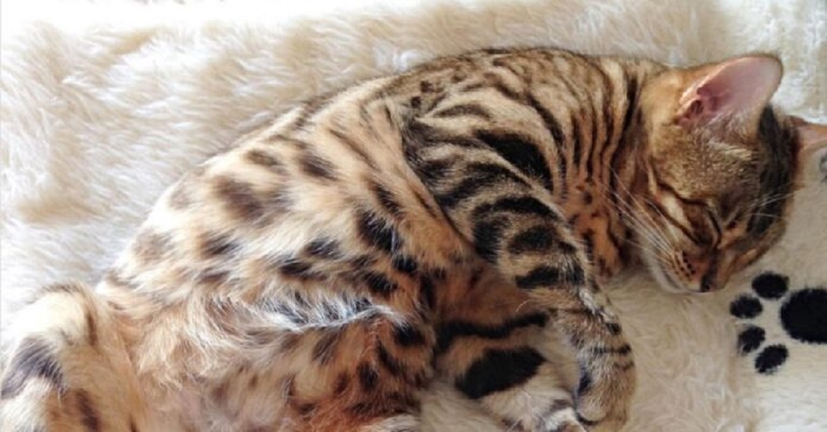 Dreamcatcher, la gattina del bengala incinta che ha fame e vuole mangiare (VIDEO)