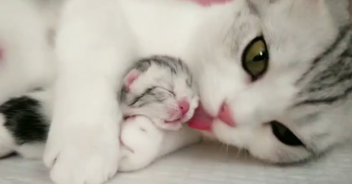Una gattina protegge e coccola i suoi cuccioli appena nati (VIDEO)