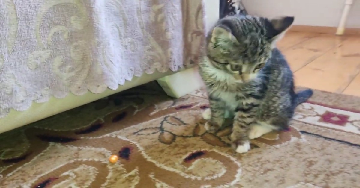 Le gattine Lucy e Luna trascorrono il tempo insieme e giocano (VIDEO)