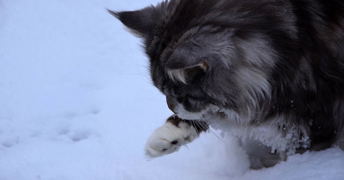 I gattini Maine Coon per la prima volta sulla neve (VIDEO)