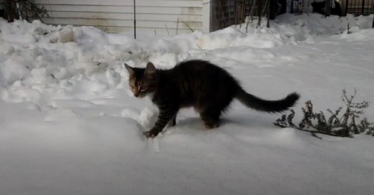gattini Maine Coon per la prima volta sulla neve
