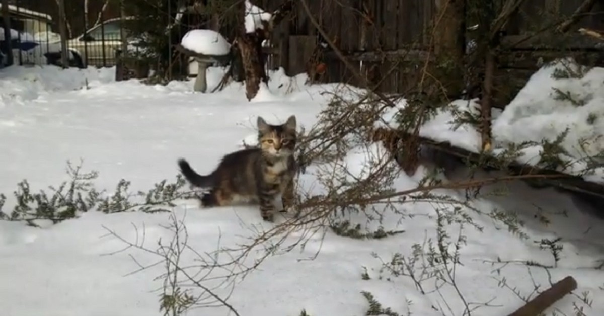 gattini Maine Coon per la prima volta sulla neve