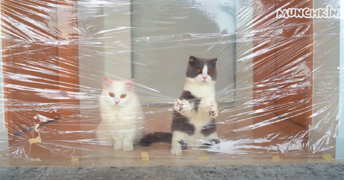 I gattini Munchkin affrontano un muro invisibile (VIDEO)
