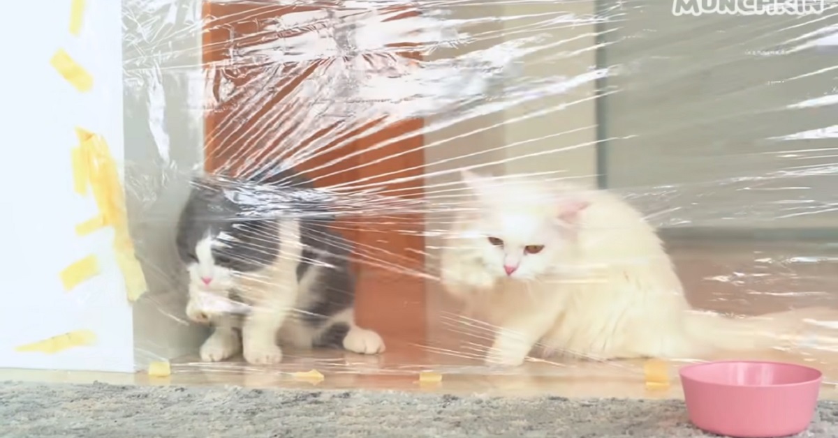 gattini Munchkin affrontano un muro invisibile