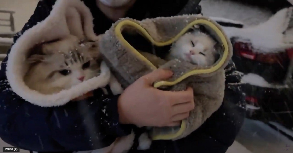 I gattini Munchkin e British Shorthair vedono la neve per la prima volta (VIDEO)