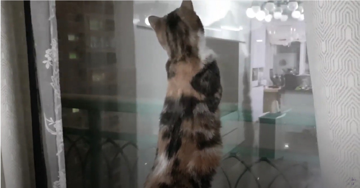 gattini Munchkin e British Shorthair vedono la neve per la prima volta