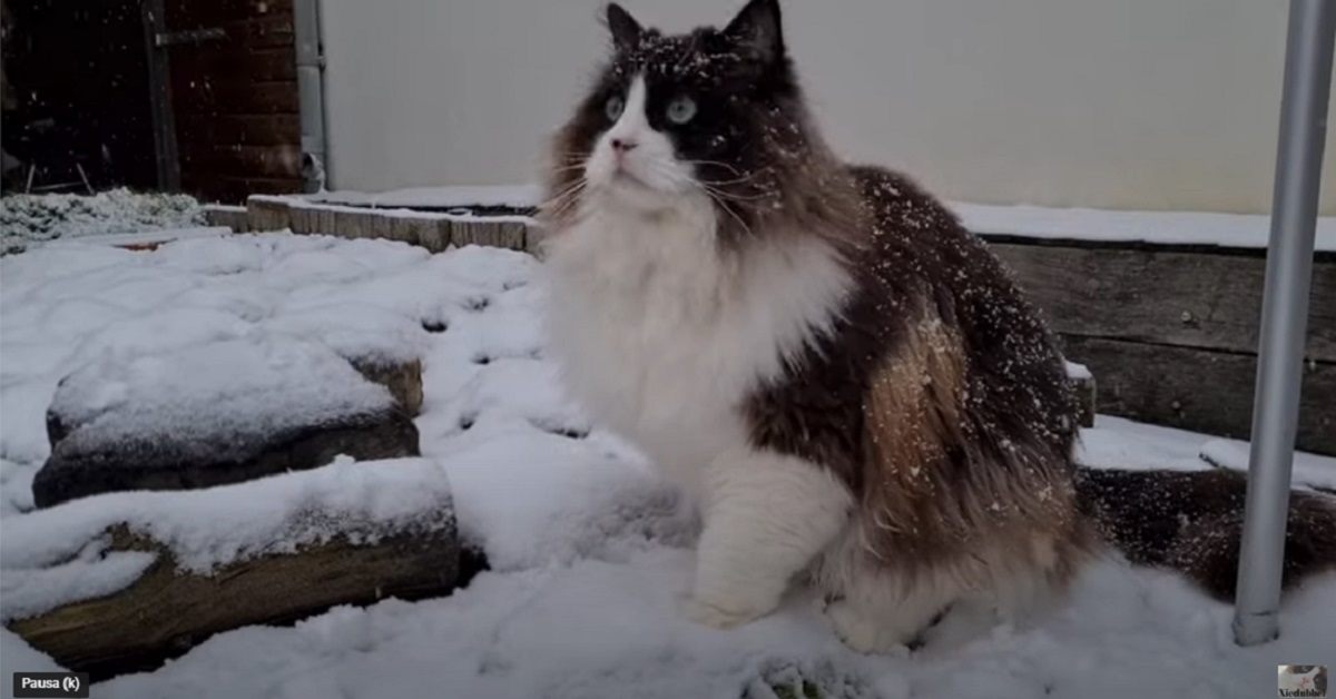 gattini Ragdoll si divertono sulla neve