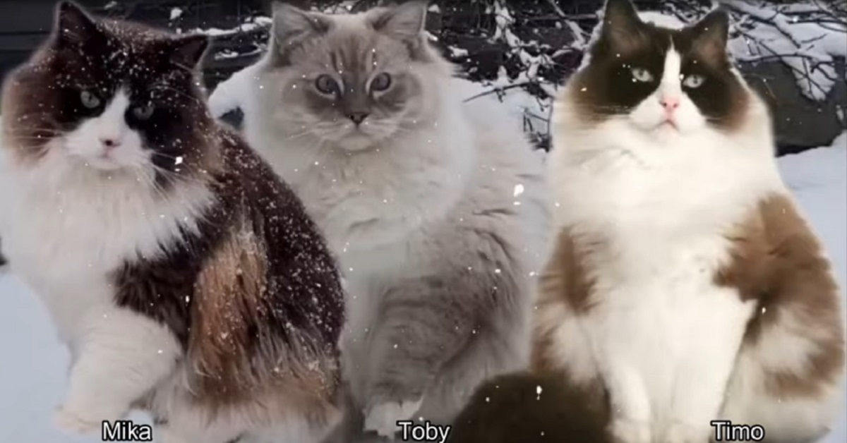 gattini Ragdoll si divertono sulla neve