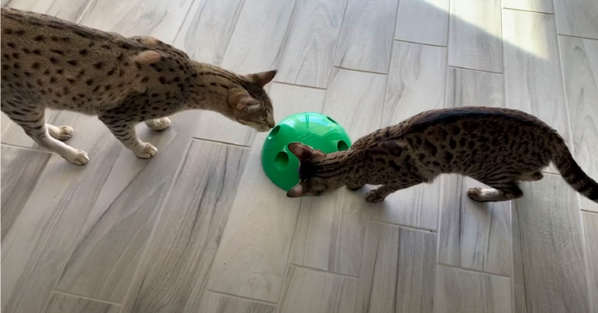 gattini Savannah si divertono con il loro nuovo giocattolo