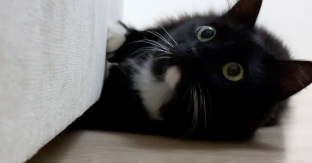 I gattini Uni e Nami cercano qualcosa intorno al divano (VIDEO)