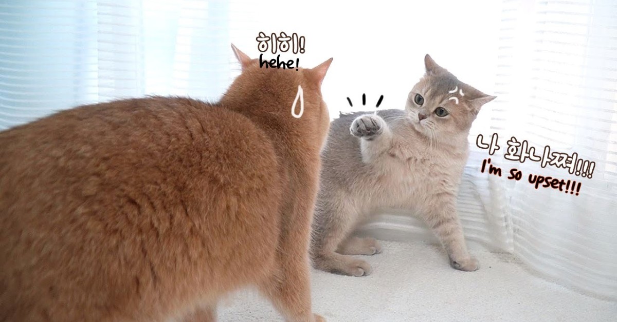 Due gattini amano lottare e si divertono molto anche senza giocattoli (VIDEO)