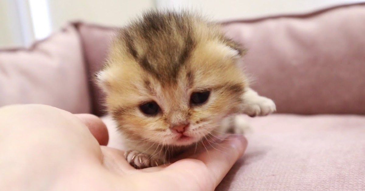 Dei gattini aprono gli occhi per la prima volta e sono dolcissimi (VIDEO)