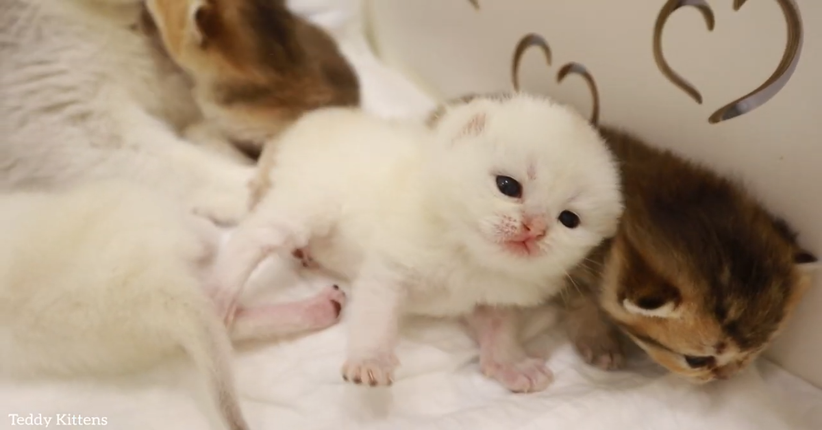 Dei Gattini Aprono Gli Occhi Per La Prima Volta E Sono Dolcissimi