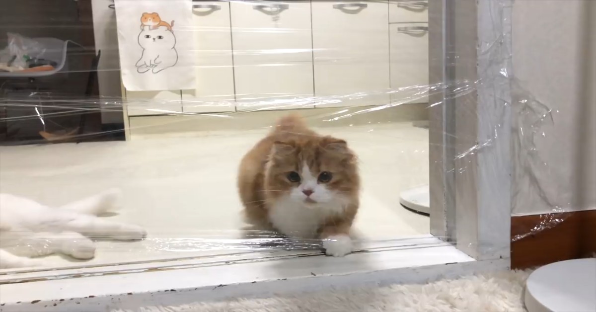 Due gattini devono vincere una sfida lanciata dal loro padrone (VIDEO)